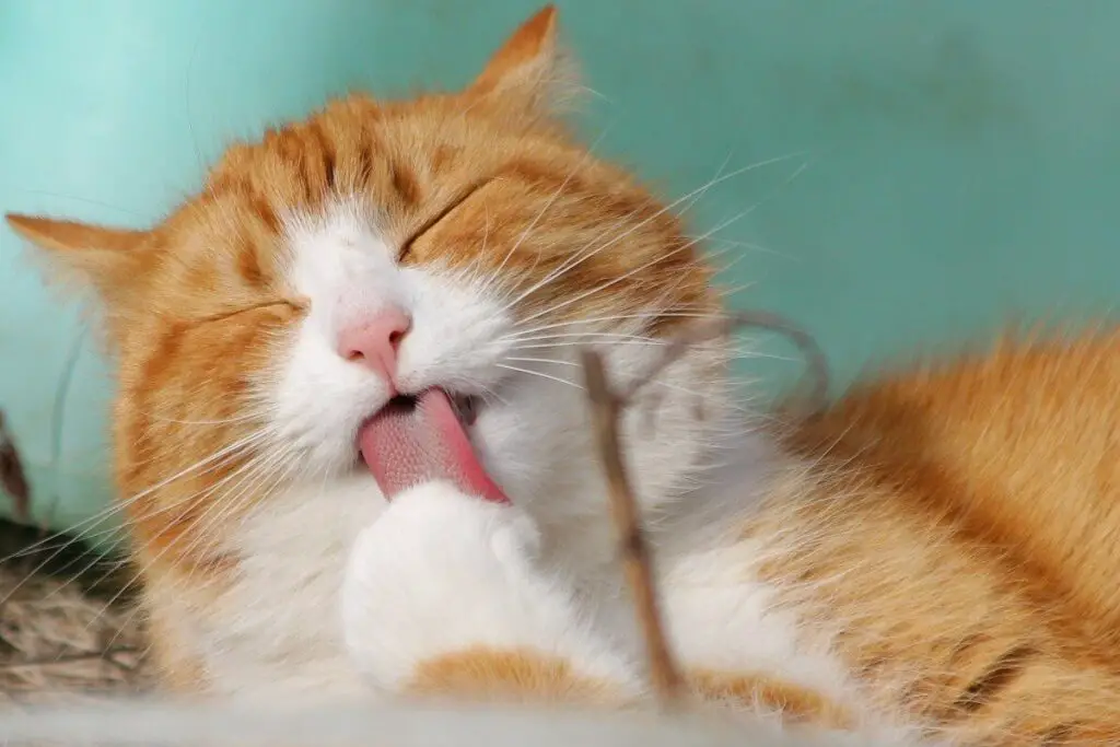 How Long Can Cats Go Without Food & Water (10 Tips to Help Your Cats