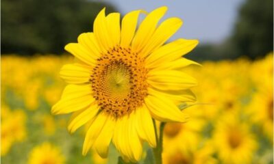 sunflower-captions