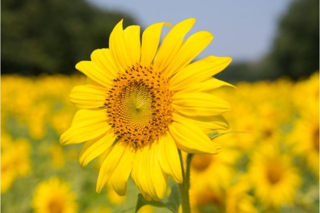 sunflower-captions