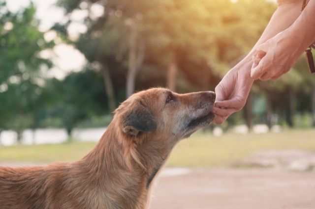 effective-feeding-plan-for-dogs