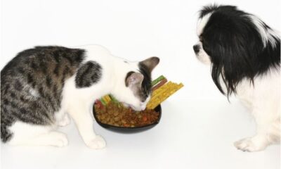 how-to-choose-the-right-food-for-your-pet