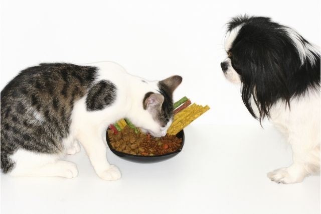 how-to-choose-the-right-food-for-your-pet