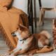 pet-care-tips-for-leaving-a-pet-at-home