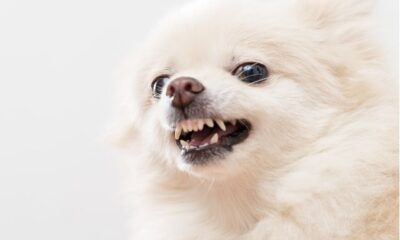 tips-to-take-care-of-your-pet-teeth-and-gums