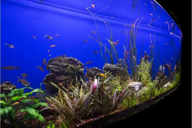 ways-to-keep-aquarium-clean-and-healthy