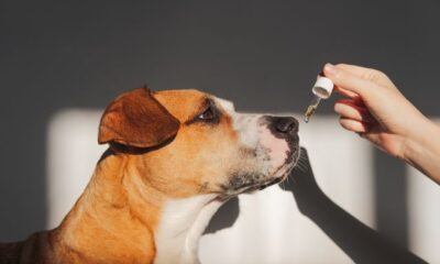 benefits-and-the-proper-dosage-of-cbd-for-dogs