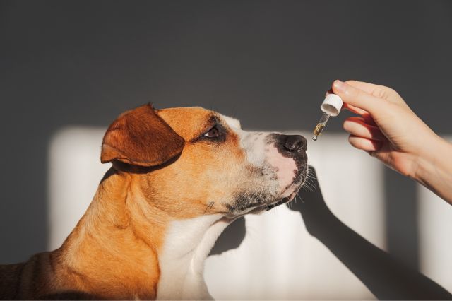 benefits-and-the-proper-dosage-of-cbd-for-dogs