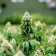 is-it-legal-to-grow-cannabis-in-new-jersey
