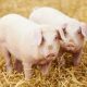 pigs-farming-business-plan