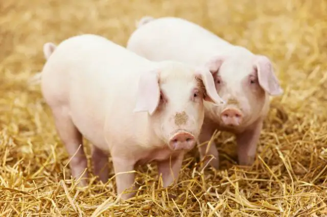 pigs-farming-business-plan