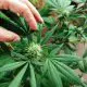 science-behind-cbd-flower-how-cannabinoids-interact-with-the-body