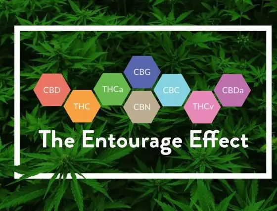 exploring-the-entourage-effect-with-cbd