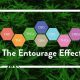 exploring-the-entourage-effect-with-cbd