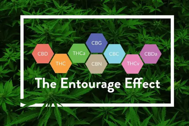 exploring-the-entourage-effect-with-cbd