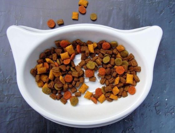 how-can-purchasing-royal-canin-cat-food-be-a-great-idea